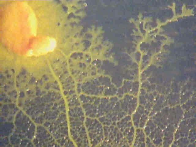 slime mold under the microscope.