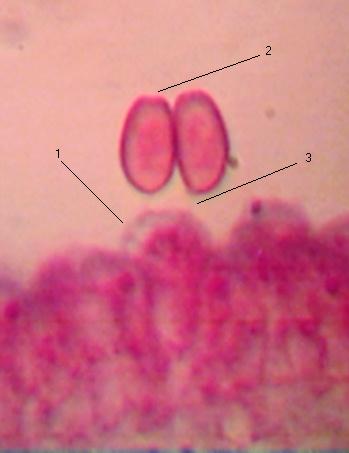 one basidia and two basidiospores
