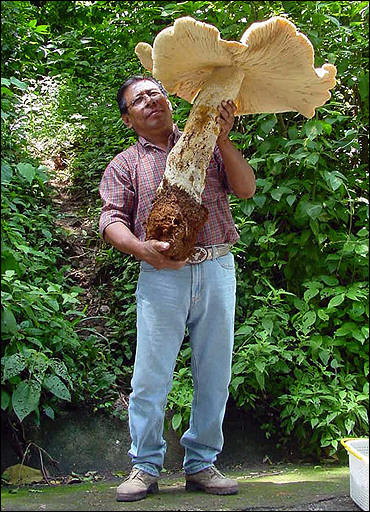 Guy with giant mushroom