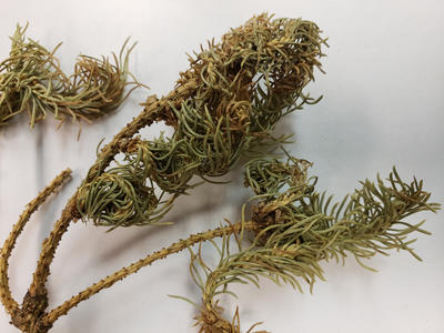Herbicide damage on spruce