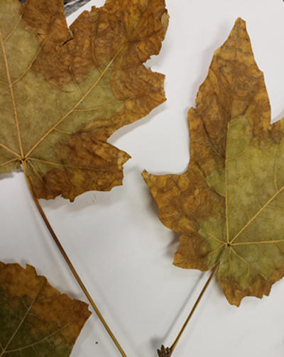 Fluorine damage on edges of maple leaves