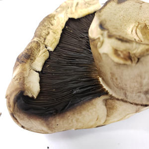 Mushroom with gills.