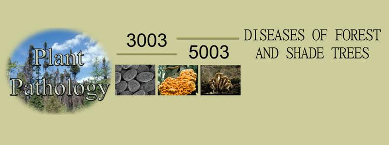 Diseases of Forest and Shade Trees Banner