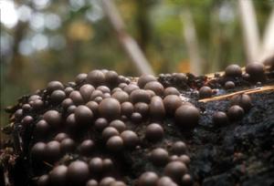 Fruiting bodies of one slime mold 