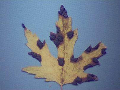 Rhytisma americanum, is a native tar spot that affects silver and sugar maple in Minnesota.