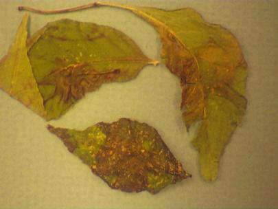 Anthracnose on ash leaflets that had fallen off the tree. Defoliation occurs rapidly when leaves are infected in early spring.