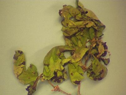 Anthracnose on oak with infection occurring after the leaves had fully formed.