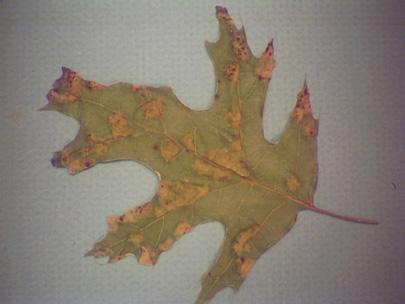 Oak leaf blister caused by Taphrina.