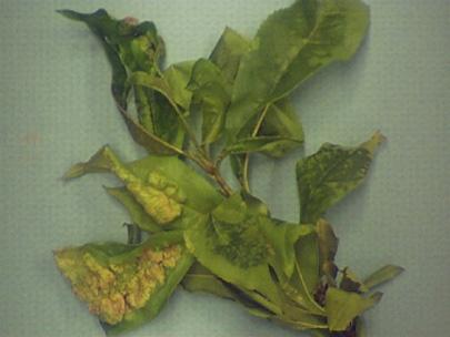 Blisters on leaves of peach caused by Taphrina are examples of hypertropy and hyperplasia occurring in the infected leaves.