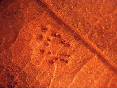 In the spring, perithecia are produced on the lower surfaces of fallen leaves where the black spots are located. The perithecia produce ascospores that infect new leaves.