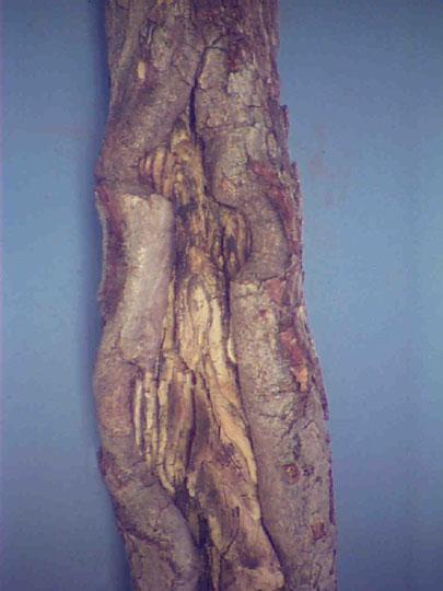 Strumella (or Urnula) canker on oak.