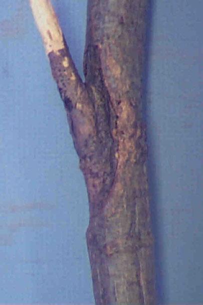 Young canker on oak stem caused by Strumella (or Urnula).
