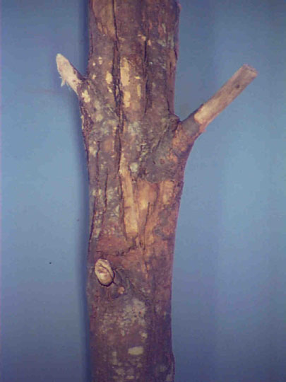 Large canker on main stem of chestnut caused by Cryphonectria.