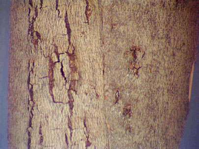 Cankered areas on beech caused by Neonectria vaginata (old name Nectria) coccinia var. vaginata. The small white flecks are the beech scale insect. Sporodochia and perithecia are produced on the cankered areas (not seen in this photo).