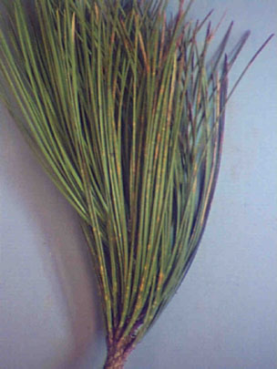 Dothistroma needle disease on pine.