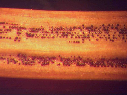 Perithecia emerging from stomata on infected needles are easily seen with a hand lens.