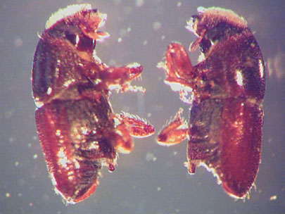 European elm bark beetles