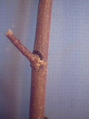 Feeding site at twig crotch caused by the European elm bark beetle. As the beetle feeds on the healthy tree, spores of the fungus enter the xylem of the elm.