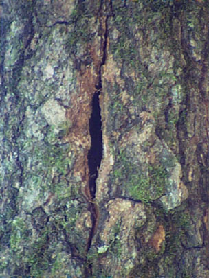 Crack in the bark on red oak caused by pressure pads in the mycelial mat of the oak wilt fungus.