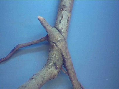 Root graft between two elm trees.