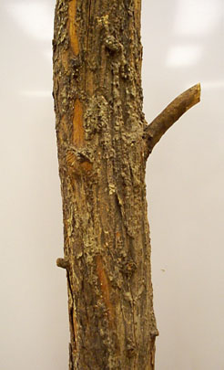 Comandra rust canker on the main stem of pine.
