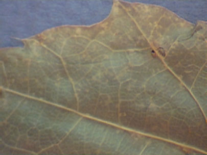 Red oaks are the alternate host. Small leaf spots develop but cause little to no problem on oak leaves. Uredinia (small yellow circlular areas) are produced on the lower surface of red oak.