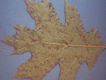 Telia on lower surface of red oak leaves. 