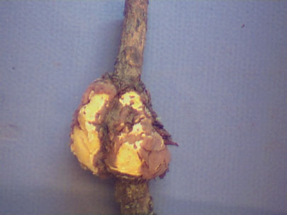 Spores produced on galls look like aeciospores but directly infect pines. This is a microcyclic rust and only aeciospores are produced. No alternate host and aeciospores infect pines - getting its name Pine-Pine Gall Rust
