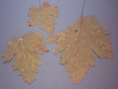 Ribes leaves infected with Cronartium ribicola. Uredinia are yellow spots on the leaves.