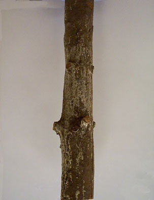 Canker on the main stem of white pine with resin oozing out.