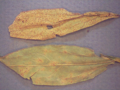 Uredinia (bottom leaf in photo) and telia (top leaf in photo) on golden rod leaves in the laboratory. Another alternate host is aster.