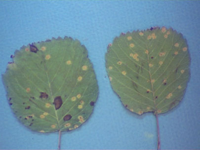 Pycnia are produced on top surface of Amelanchier leaves.