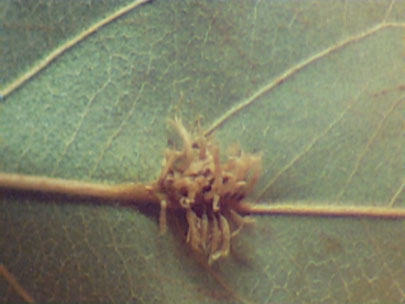 Aecia are produced on the bottom of Amelanchier leaf. The aeciospores infect junipers