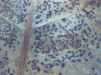 Telia appear as hardened dark fruiting bodies. The teliospores are embedded in the telium which is in the leaf.