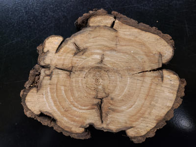 This cross section of a butternut tree shows cankers were produced for many years. 