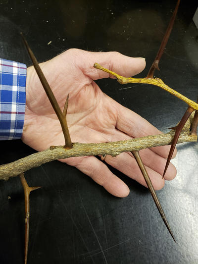 The wild type honey locust has large thorns and lots of seed pods. 