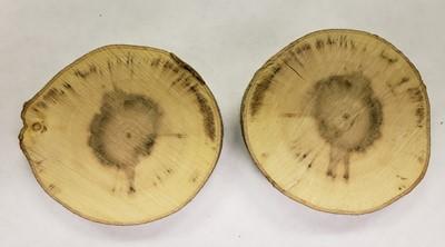 Vascular discoloration in cross sections of maple branches.