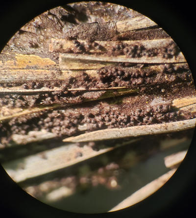 Perithecia form on needles within the brown mycelium.