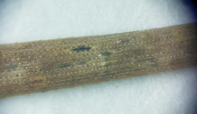 Asexual spores are produced from an acervulus (dark fruiting bodies in photo pushing through the needle epidermis).