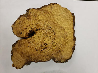 A cross section of an infected tree showing decay by Porodaedalea pini (old name is Phellinus pini).