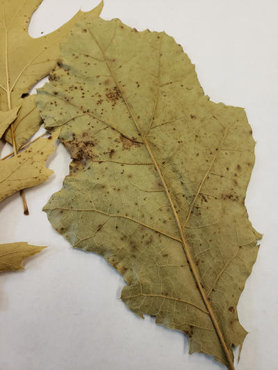 Later in the season, telia form on the bottom of red oak leaves. All oaks in the red oak group are susceptible.