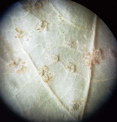 Uredinia produce urediniospores on oak leaves.