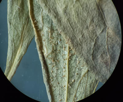 Uredinia followed by telia form on the lower leaf surface of Comandra.