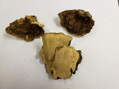 Dried fruiting bodies of Heterobasidion irregulare. 