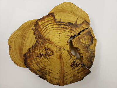 A cross section from the base of a red pine with Heterobasidion root rot. Tree defenses, dark red resin, can be seen at the border between infected and sound wood.