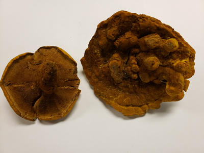 The top of the fruiting bodies have a velvety appearance.