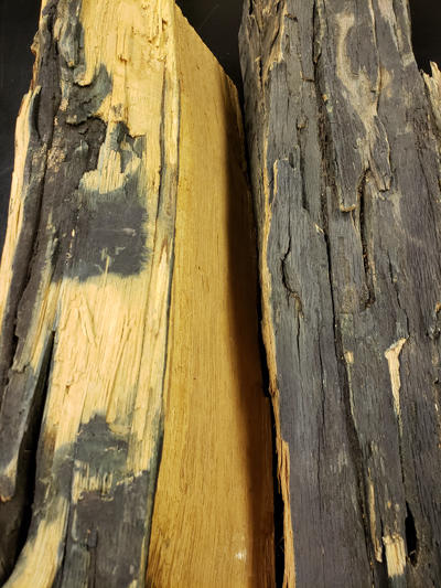 Another type of stain that is dark greenish black is not caused by a fungus but a reaction of iron to the tannins in oak, cherry and other woods that have a high tannin content in their heartwood. This is called iron-tannic stain.