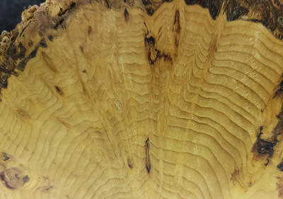 Cross section of a tree with dwarf mistletoe infection. Sinkers of the mistletoe follow the ray parenchyma cells into the wood to absorb nutrients.
