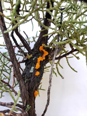 Telia of Quince Rust produced on a swollen branch.