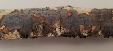A different species that is dark colored but also smooth with basidia and basidiospores formed on the surface. These are usually oriented down and this branch has been turn over to show the fruiting body.